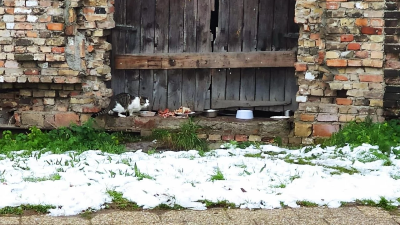 Problem z bezpańskimi kotami na Zamkowej. Ktoś pomoże?