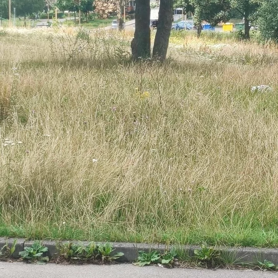 Prośba o skoszenie trawy