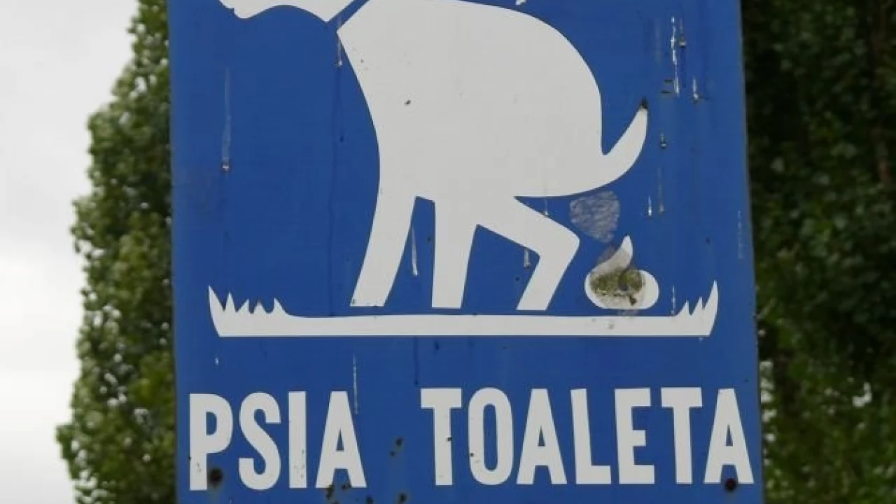 Robią z boiska psią toaletę
