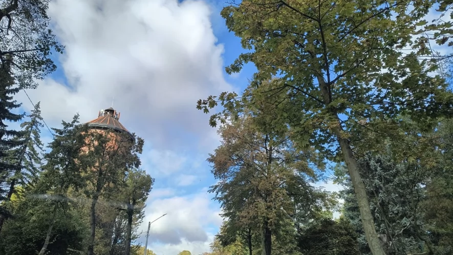 Ruszają pielęgnacyjne cięcia drzew