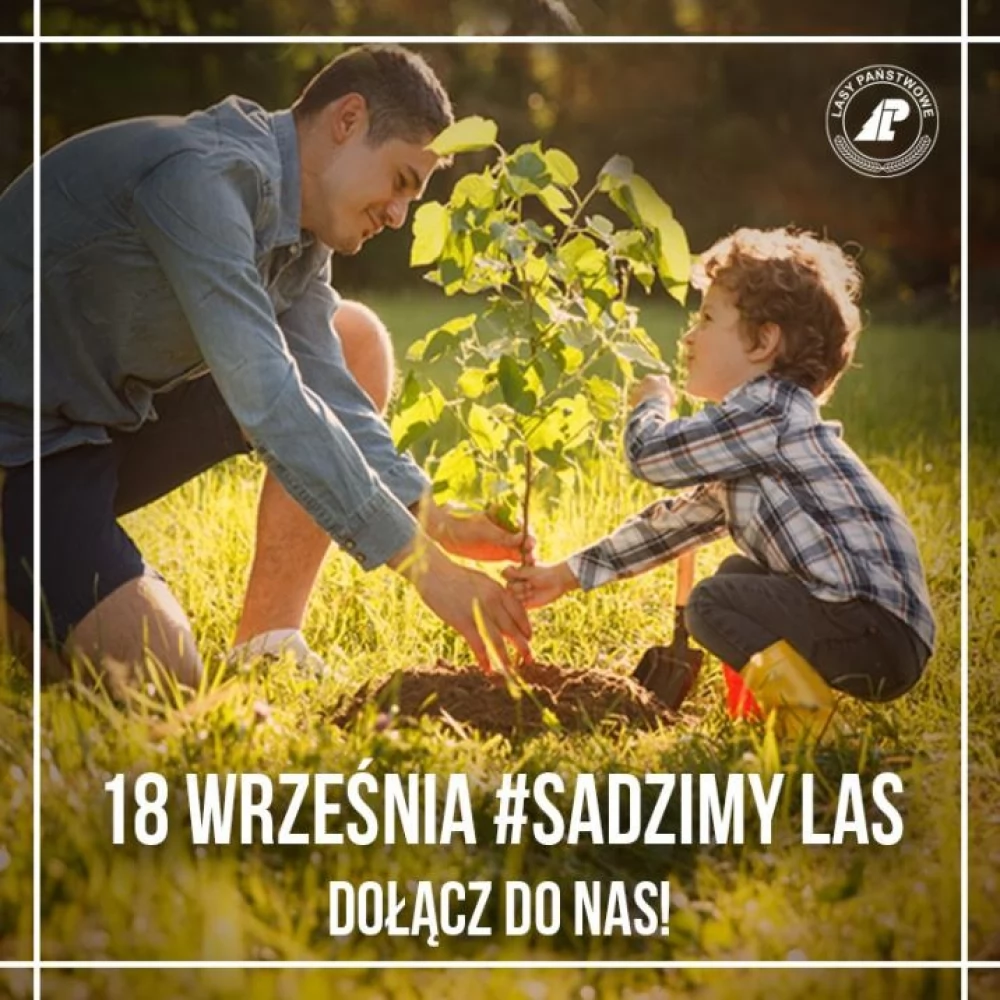 #sadziMY. Leśnicy zapraszają po drzewka