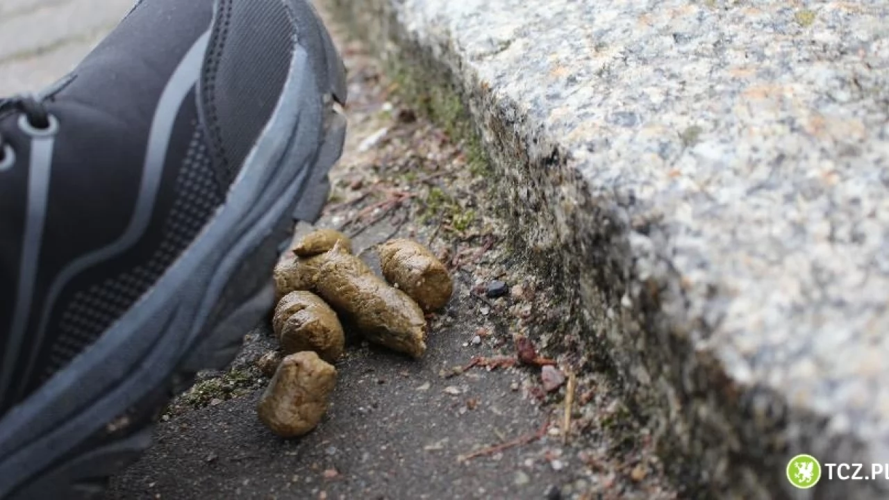 Śnieg topnieje, a co pod nim staje się widoczne...