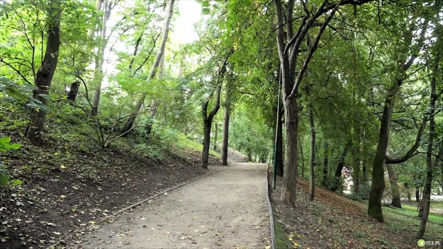 Szerszenie w parku