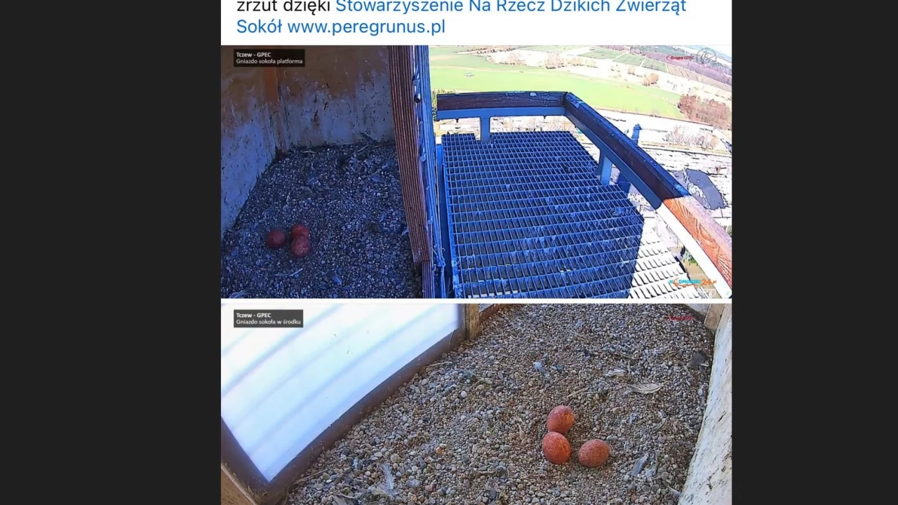 Te niezwykle rzadkie ptaki bytują pod Tczewem. W gnieździe pojawiły się trzy jaja!