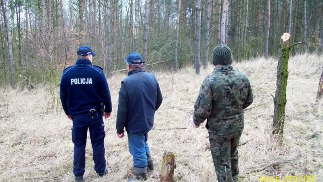 Ukradł z lasu osiem sosen