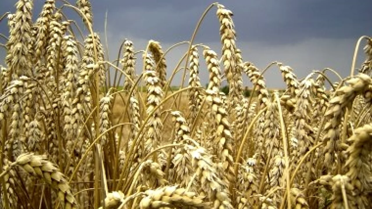 Uroczystości dożynkowe w Swarożynie