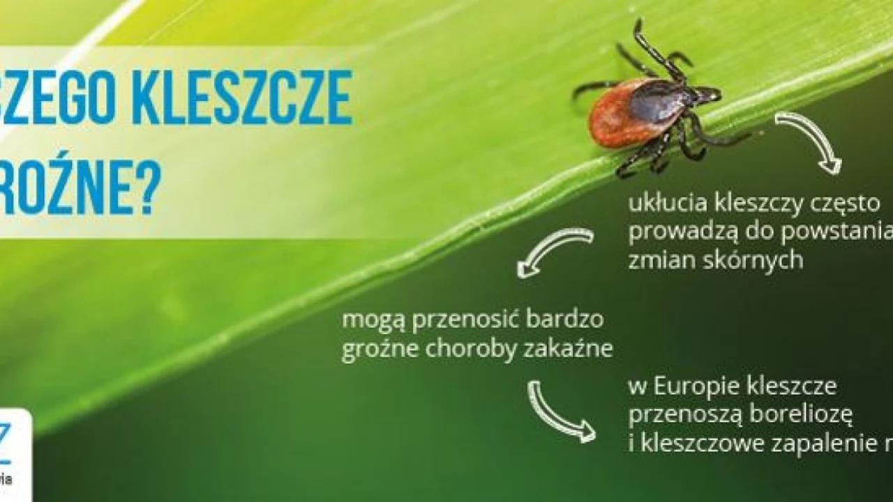 Uwaga na kleszcze. Rozpoczęły aktywność, która będzie trwać aż do listopada