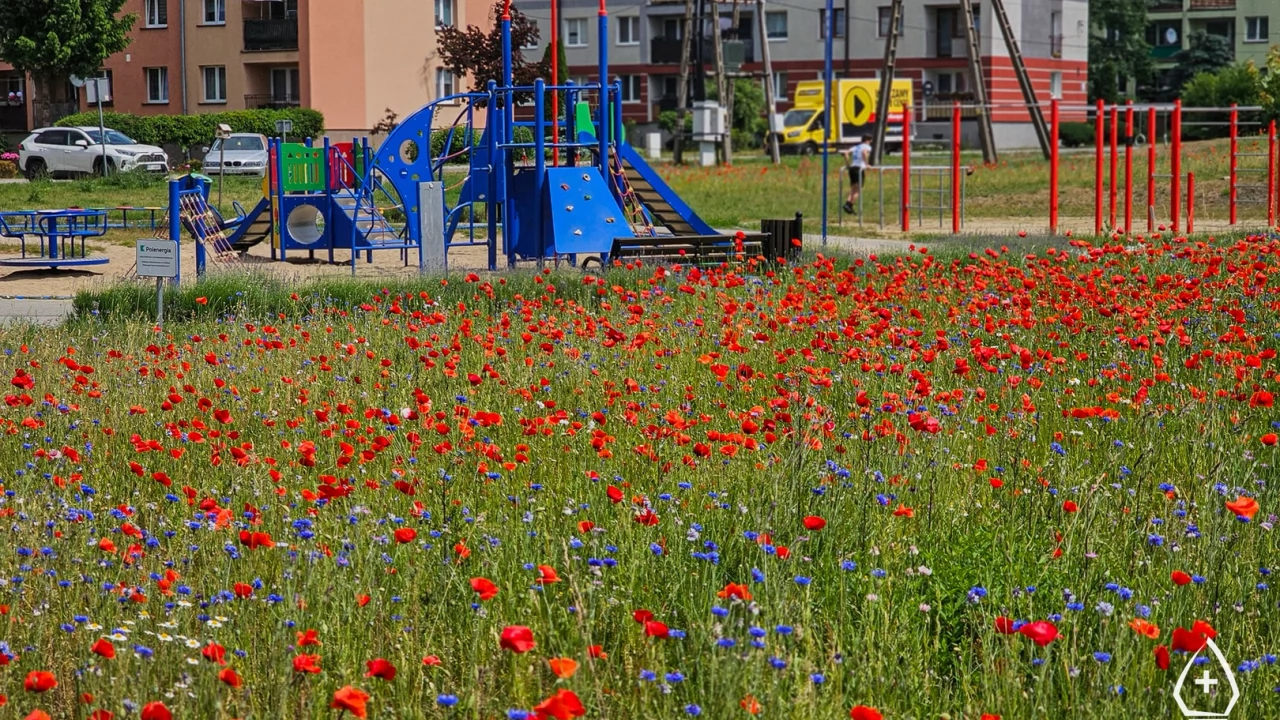 W Pelplinie powstają kwietne łąki