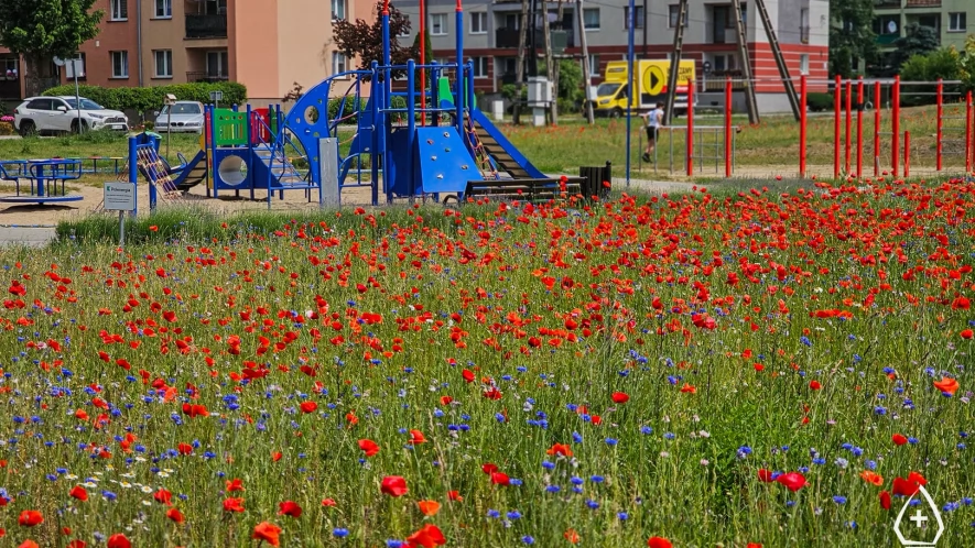 W Pelplinie powstają kwietne łąki