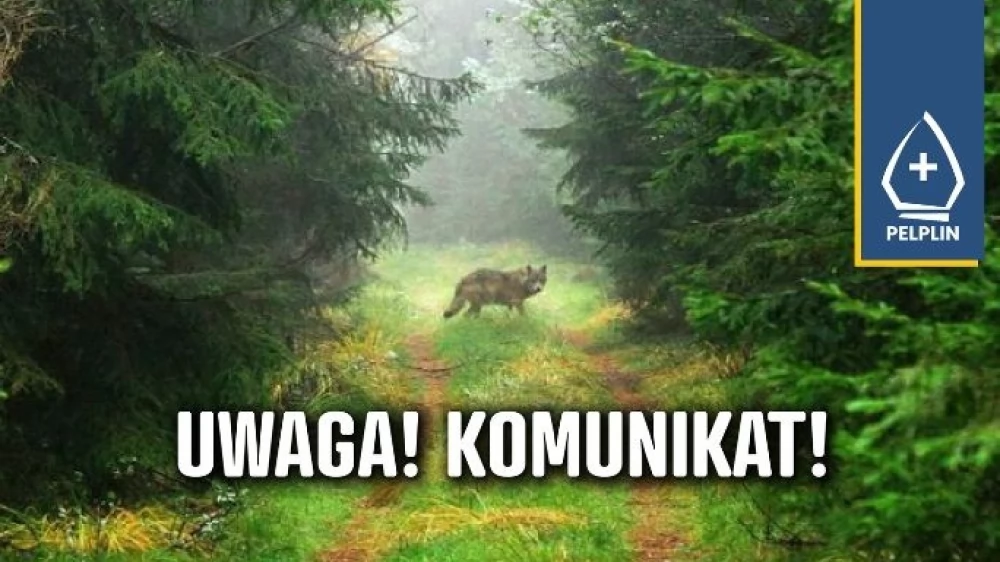 Wilk w Pelplinie