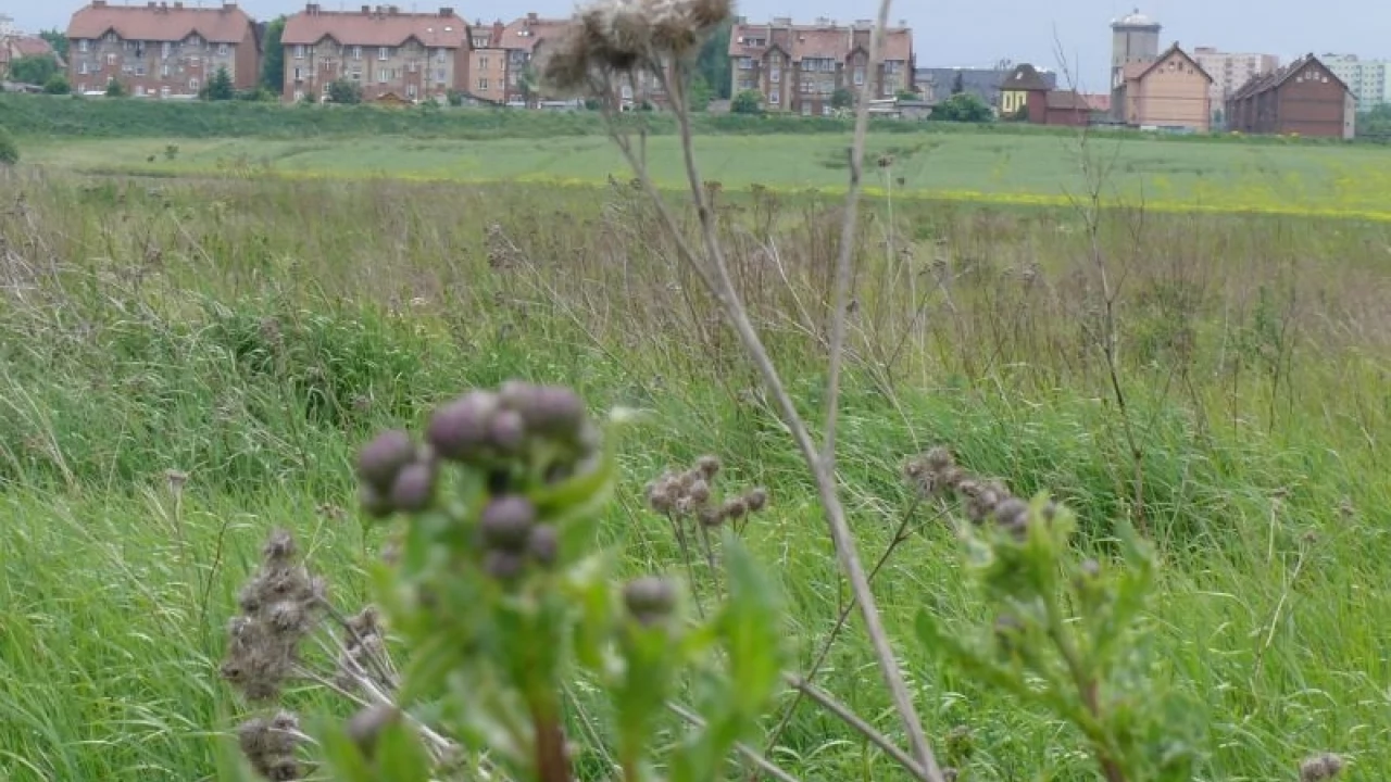 Wraca sprawa biogazowni. Mieszkańcy chcą zablokować inwestycję