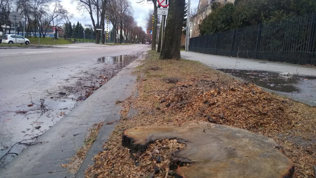 Wycinają drzewa niebezpieczne podczas wichur