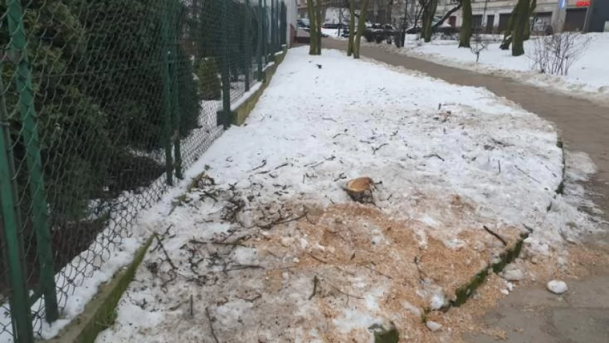 Wycinał drzewa bez zezwolenia