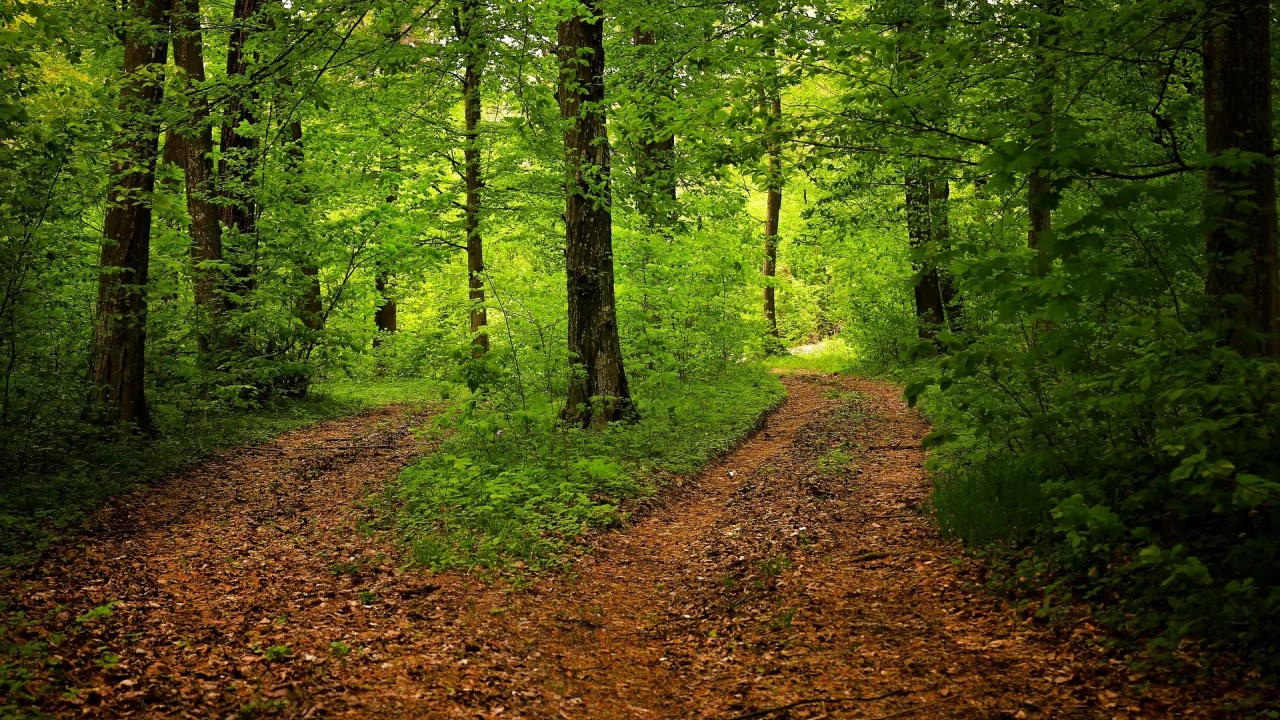 Wyrwij się z miasta do lasu dzięki czaswlas.pl