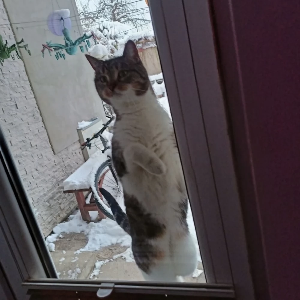 Zaginęła kotka - czeka nagroda