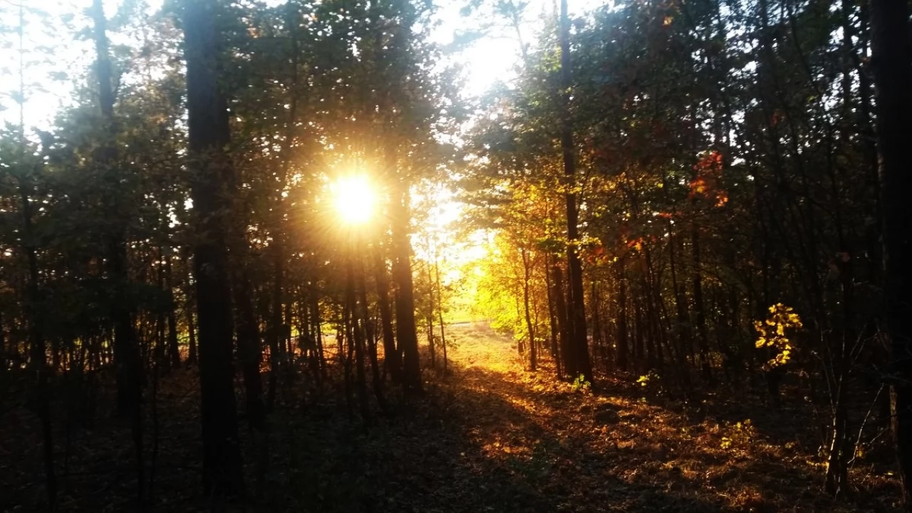 Zakaz polowań zbiorowych