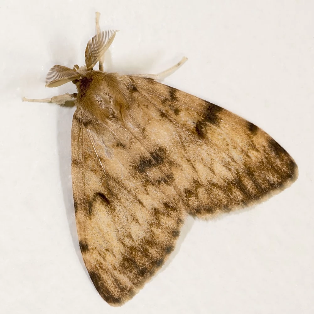 Żarłoczny motyl atakuje dęby. Będą opryski