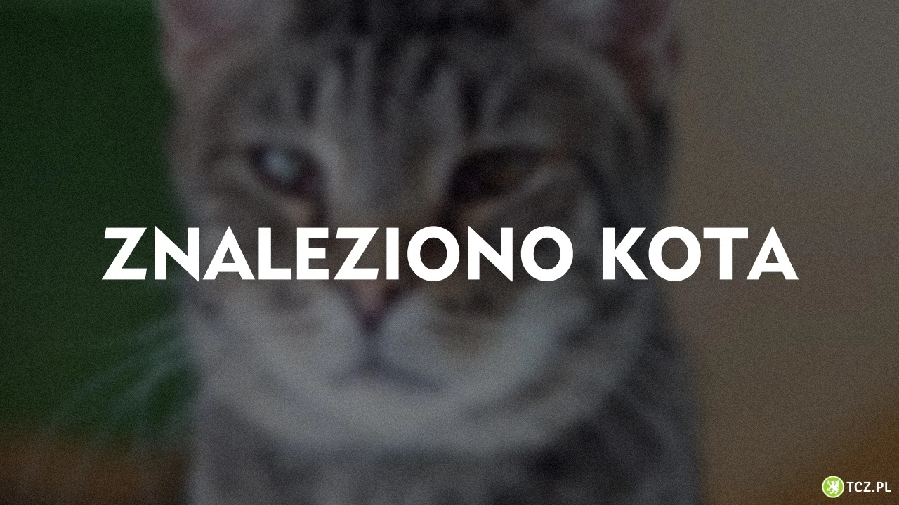 Znaleziono kota - czerwona bandamka, obroża