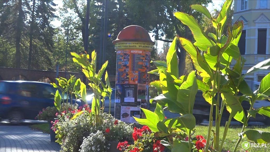 Ponad 2 tysiące krokusów zakwitnie na wiosnę - Aktualności