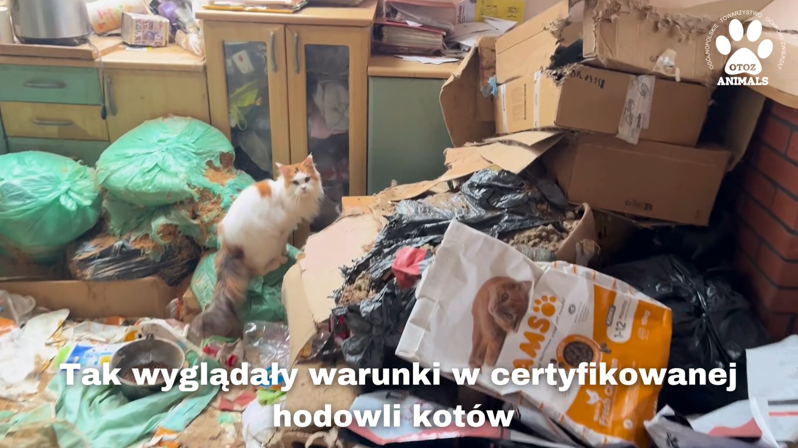 Kocie zwłoki w zamrażalniku między chlebem a warzywami! Dramatyczna interwencja OTOZ Animals - Aktualności