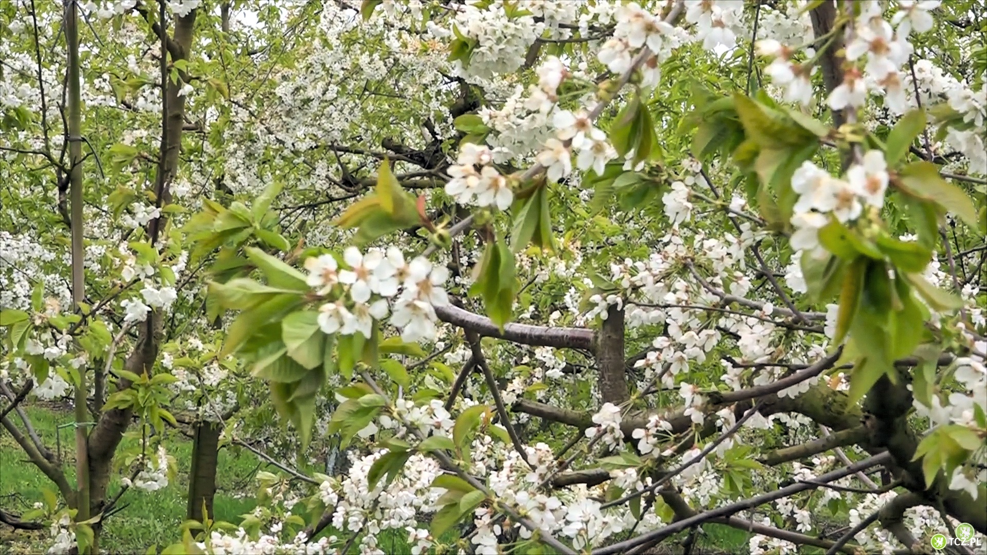 Na terenie sadów ma powstać osiedle. realizowane są konsultacje - Aktualności