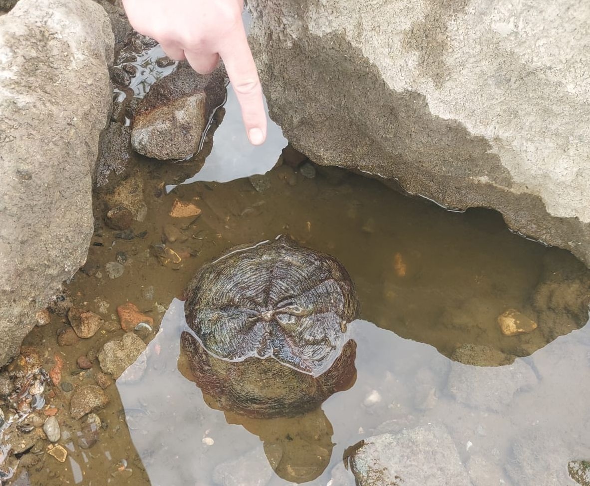 Niewybuch w okolicy Mostu Tczewskiego - Aktualności