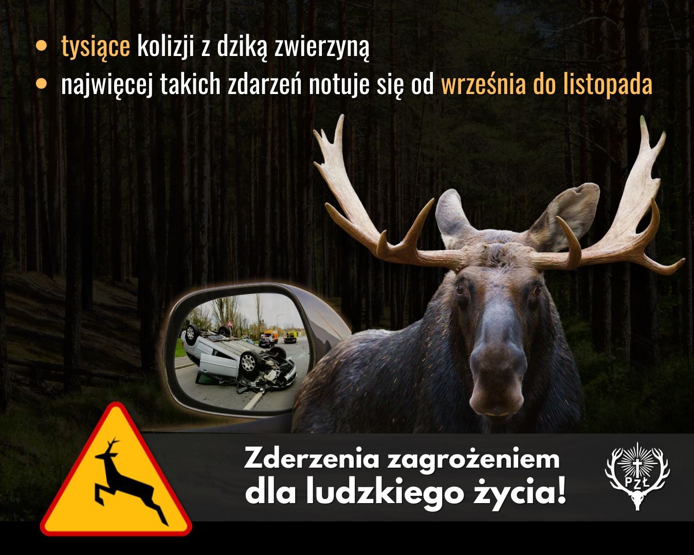 Zwolnij, zdążysz. Poradnik jesiennego kierowcy: jak uniknąć kolizji ze zwierzętami? - Aktualności