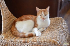 Tczew - Pilotaż Pomorskie dla zwierząt 2026 - pomoc gminom w ograniczaniu bezdomności kotów