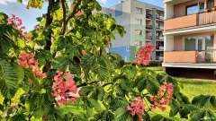 Polacy są przywiązani do swojego miejsca zamieszkania. Praca wciąż najczęściej zmusza ich do przeprowadzki - Aktualności