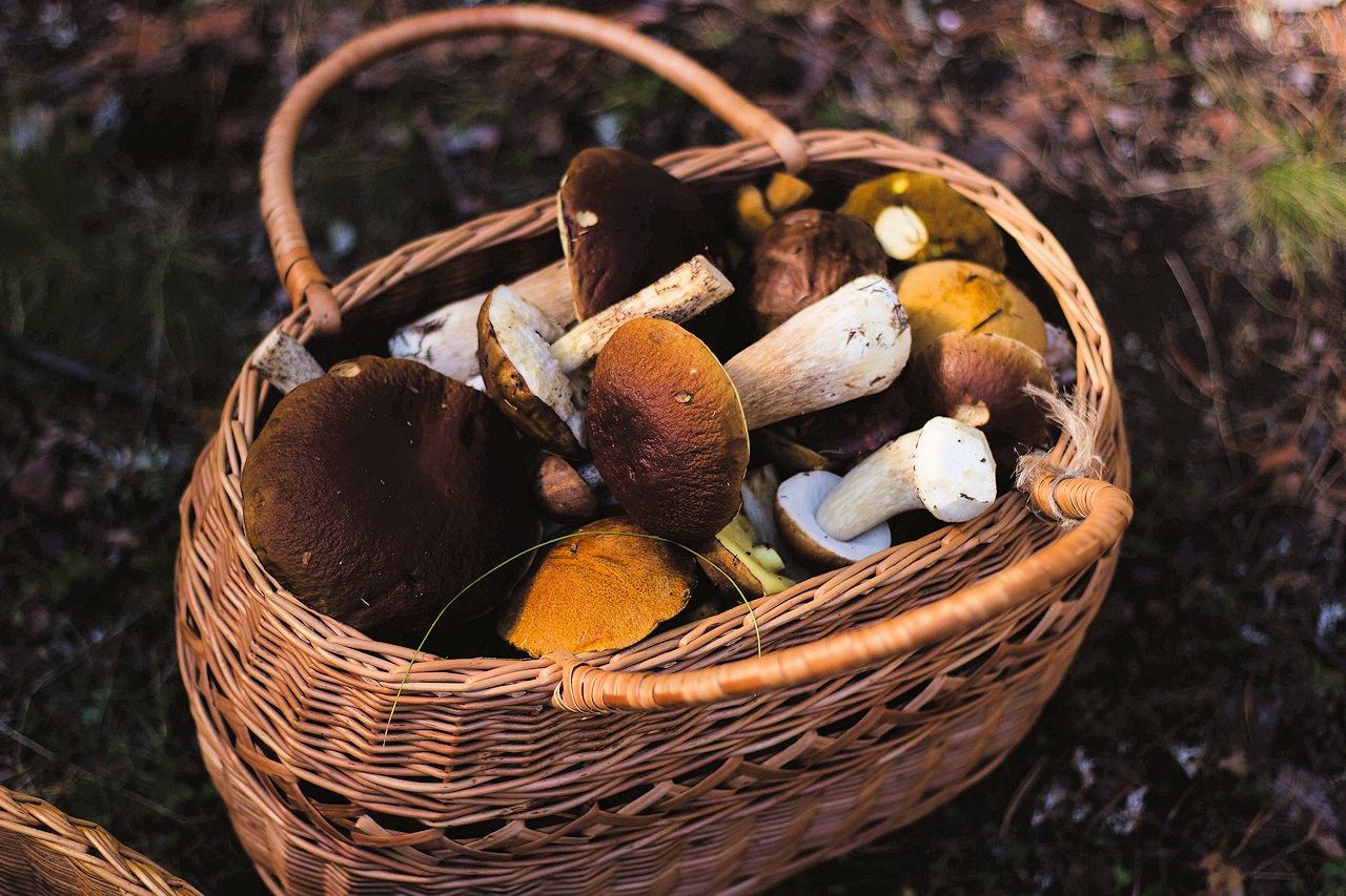 Grzybobranie: 38 proc. Polaków nie ciągnie do lasu, co piąty z nich boi się zatrucia - Aktualności
