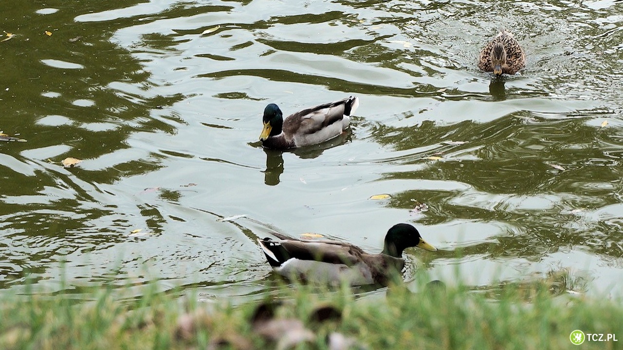 Ten stawek odpowiada za retencję południowej części miasta - Aktualności