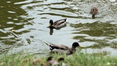 Tczew - Aż 15 firm zainteresowanych przebudową zbiorników retencyjnych na Górkach