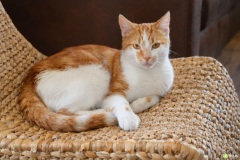 Tczew - Pomorskie dla Zwierząt 2026. Nowa inicjatywa, która pomoże ograniczyć bezdomność kotów