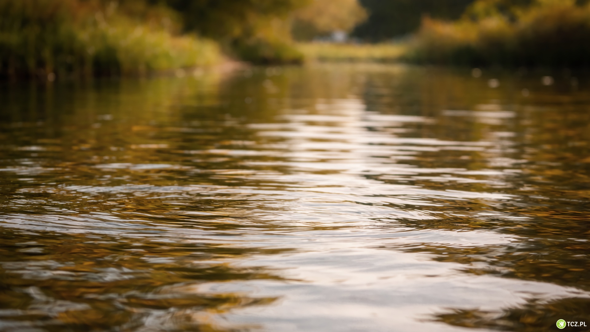 Te stawy odpowiadają za retencję w południowej części miasta. Szukają wykonawcy ich przebudowy - Aktualności