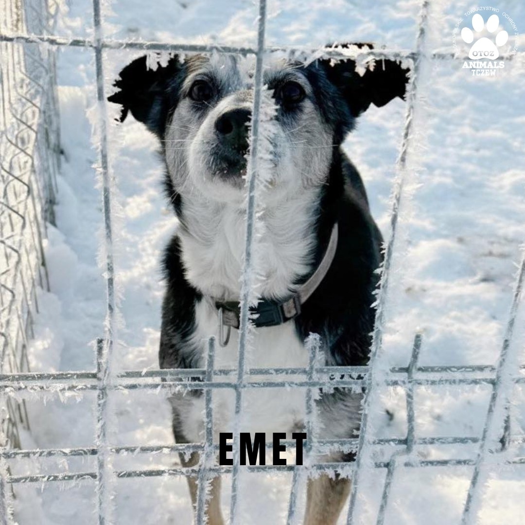 Pilny apel schroniska w związku z silnym mrozem - Aktualności