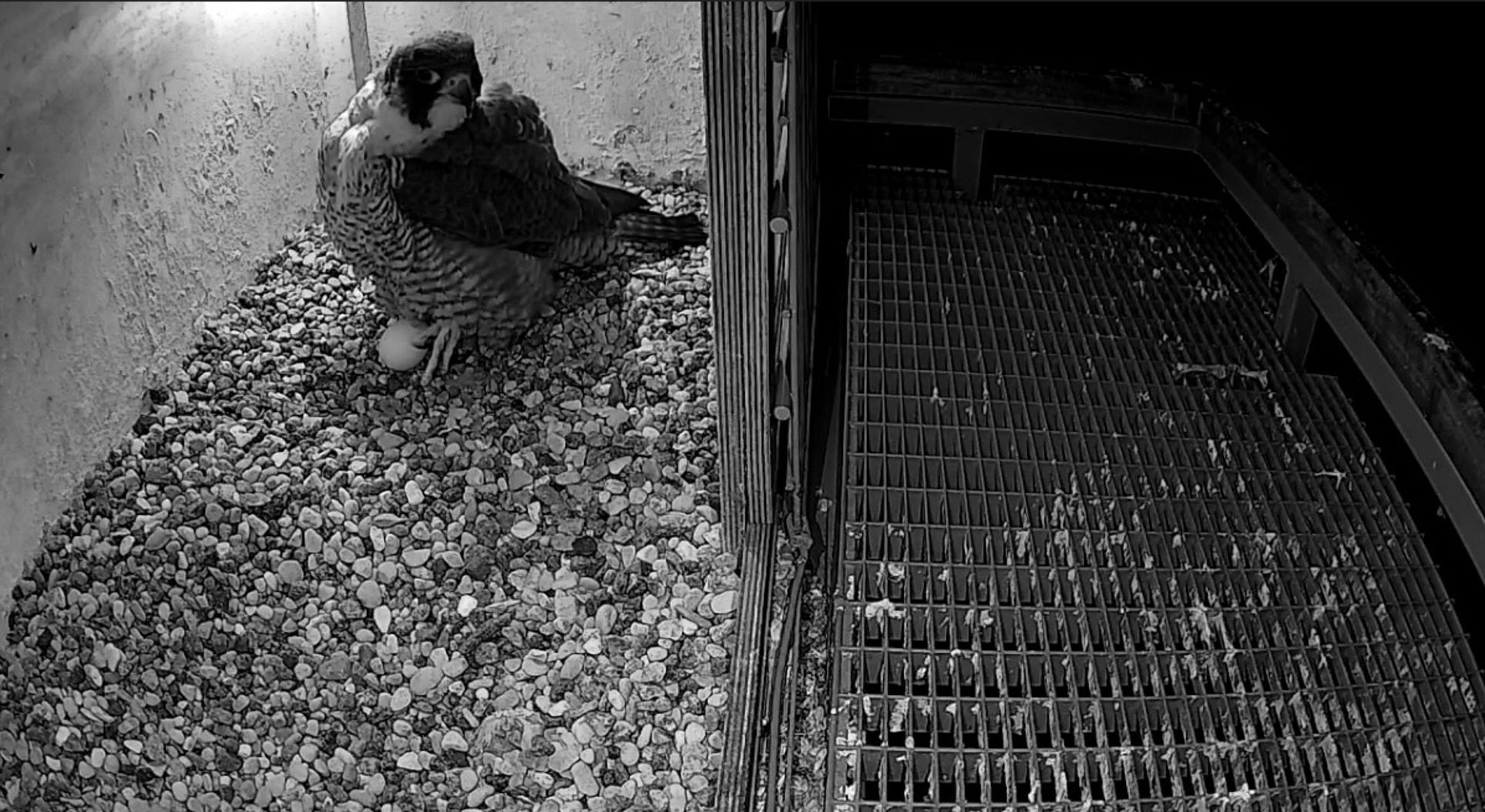 Wielkie szczęście pod Tczewem! Pierwsze jajo w gnieździe sokołów - Aktualności