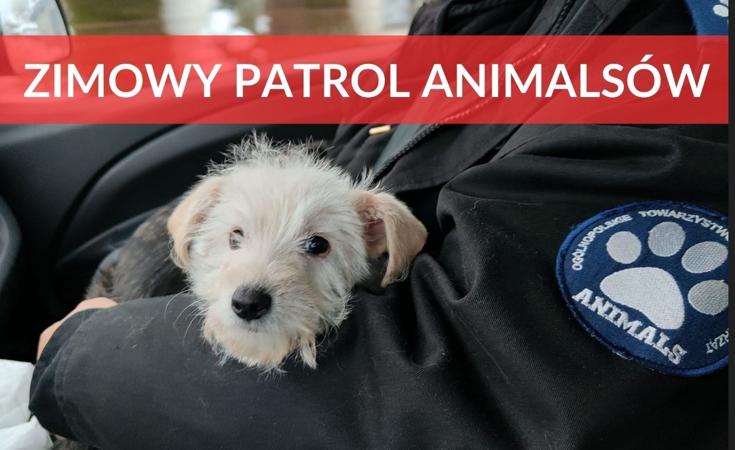 Ruszył Zimowy Patrol Animalsów - akcja, która ratuje życie czworonogom w województwie pomorskim! - Aktualności