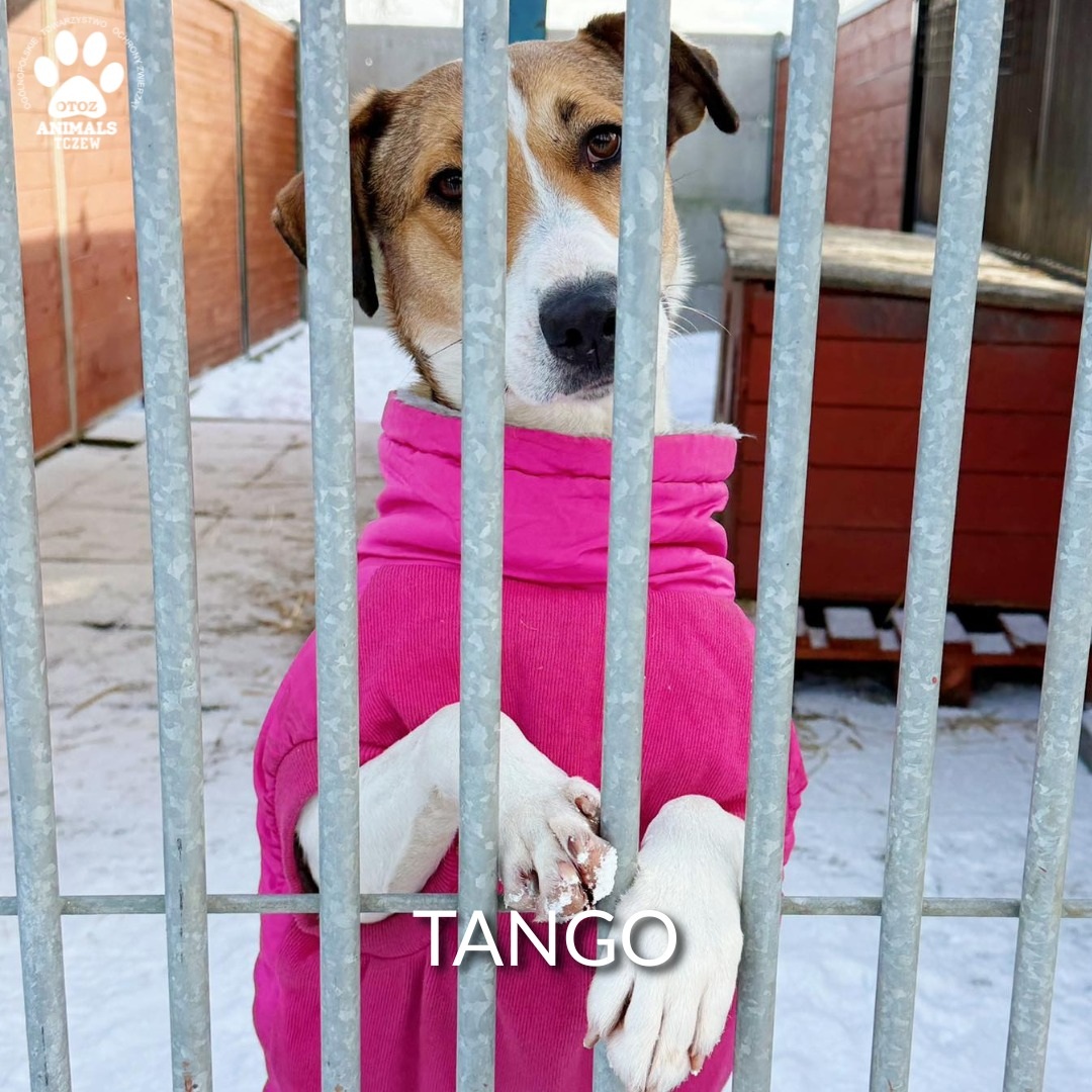 Pilny apel schroniska! Trwa akcja Mróz - Aktualności