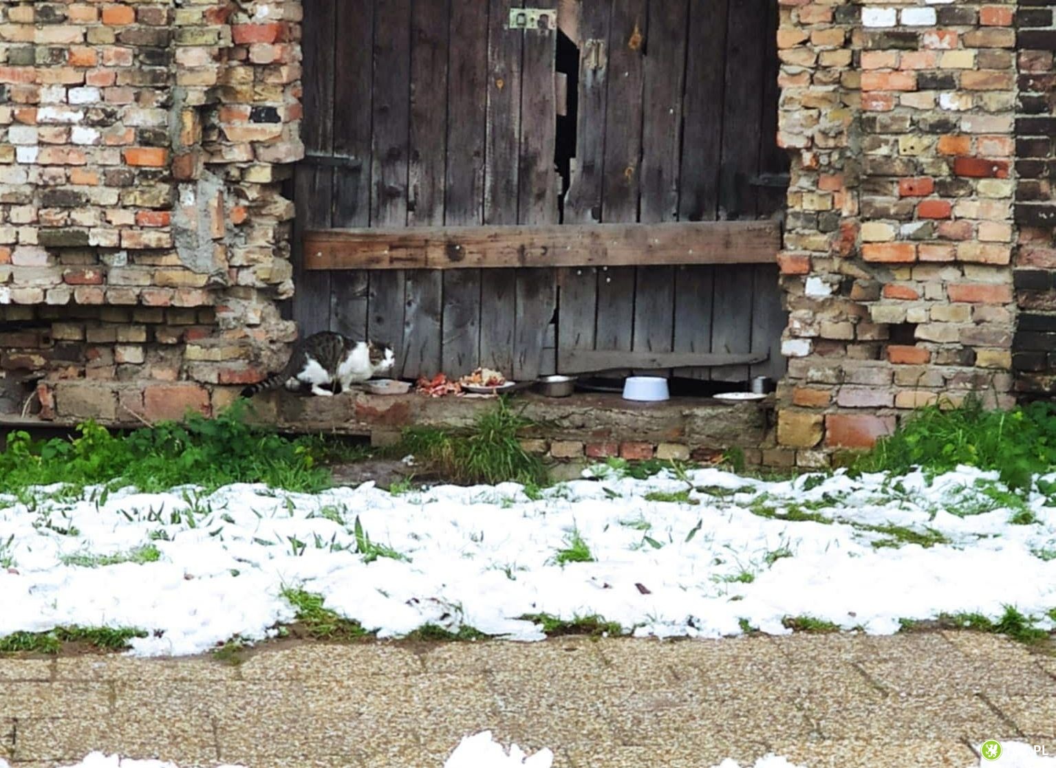 Problem z bezpańskimi kotami na Zamkowej. Ktoś pomoże? - Tcz24