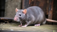 Deratyzacja na terenie Tczewa - Aktualności