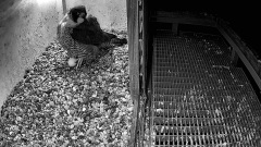 Tczew - Wielkie szczęście pod Tczewem! Pierwsze jajo w gnieździe sokołów